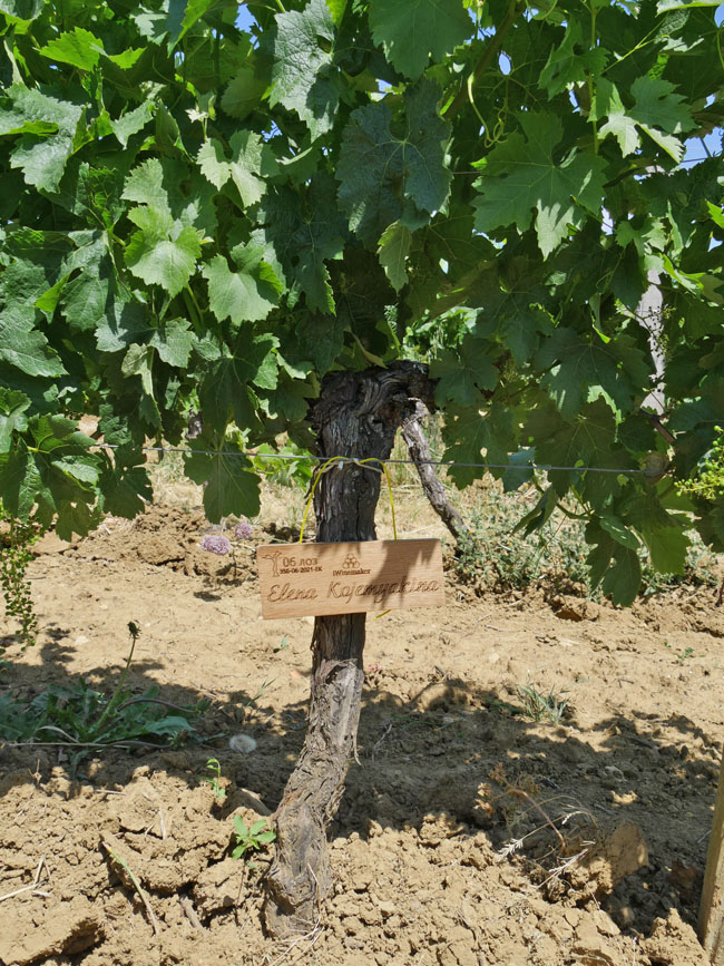 Виноградник на урожай